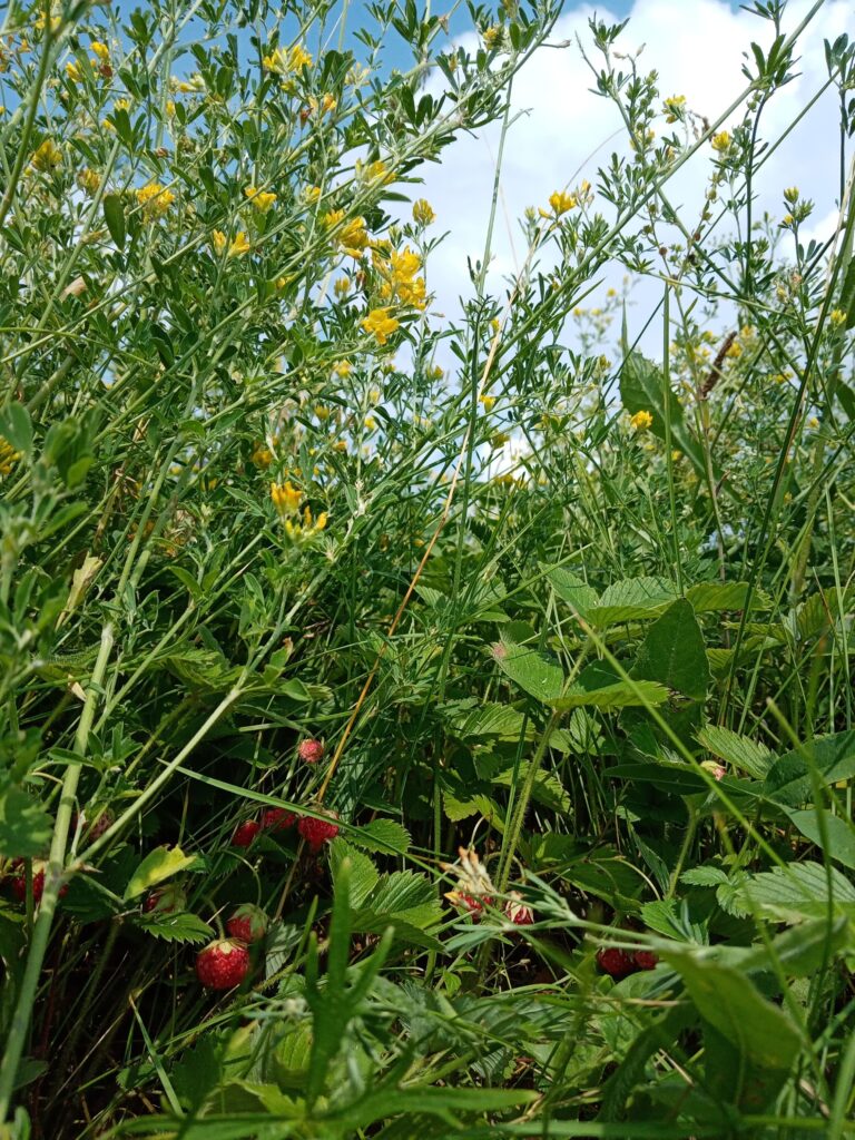 Ateliers Plantes Sauvages et Comestibles